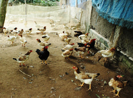 Làng nuôi gà Móng “nhộn nhịp” phục vụ tết Nguyên đán